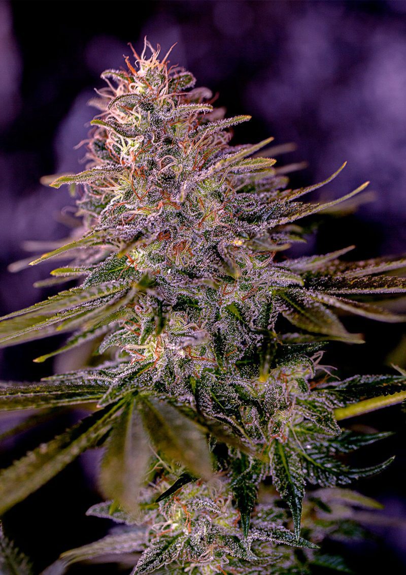 American Purple