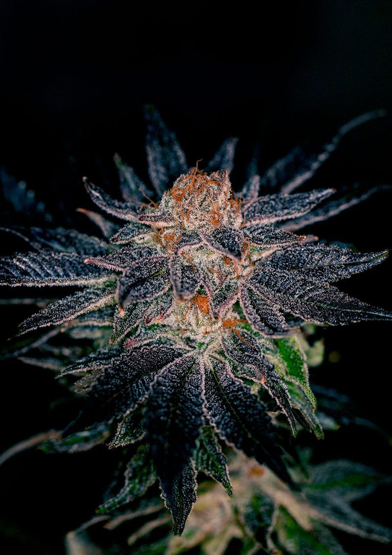 Gelato#47
