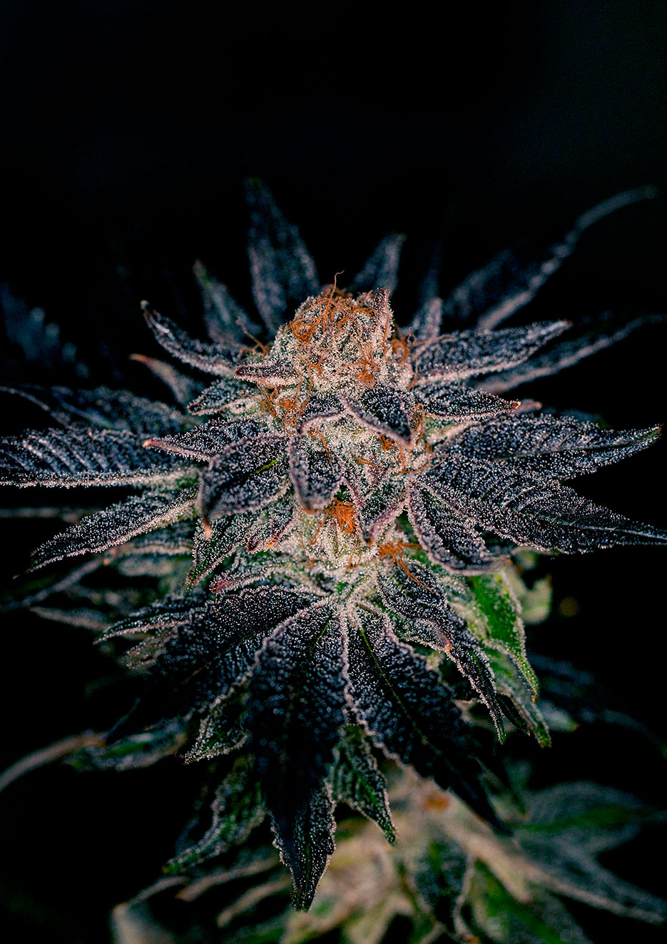 Positronics Seeds-Gelato#47
