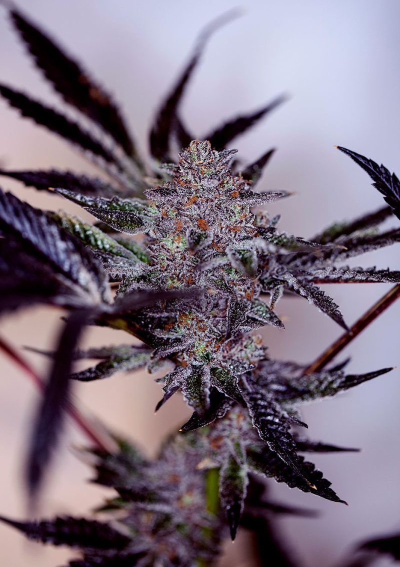 Purple Cherry Auto